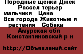 Породные щенки Джек Рассел терьер-мальчики › Цена ­ 40 000 - Все города Животные и растения » Собаки   . Амурская обл.,Константиновский р-н